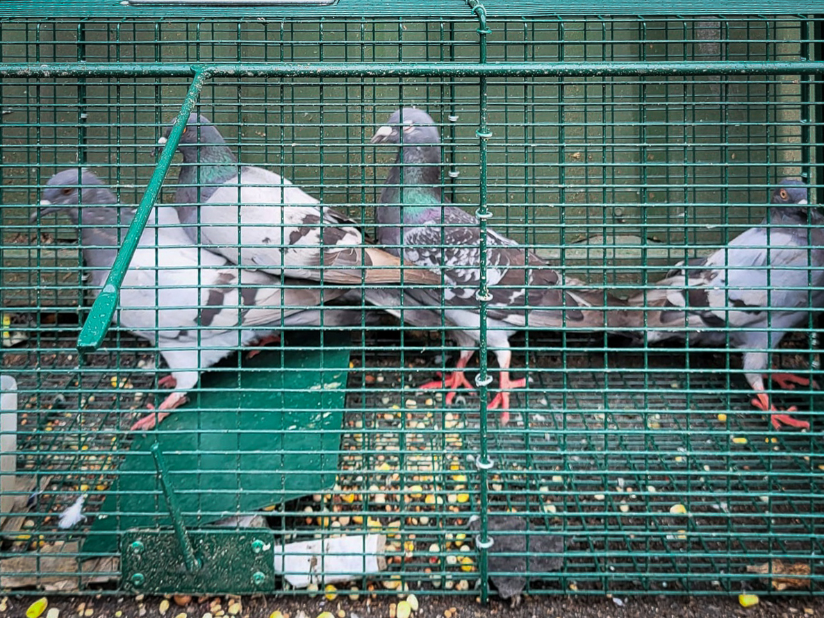 Piège à pigeons