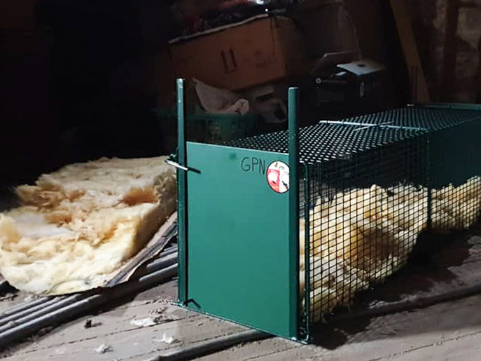 Piège en place dans des combles