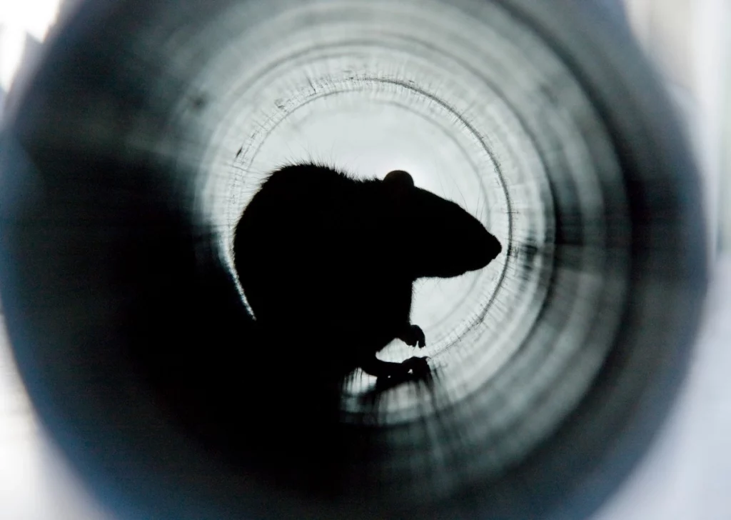 Un rat dans un tuyau