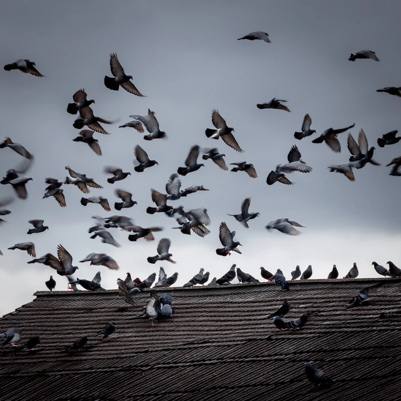 Un nombre impressionnant de pigeons qui volent dans le ciel tandis que d'autres sont perchés sur un vaste toit.