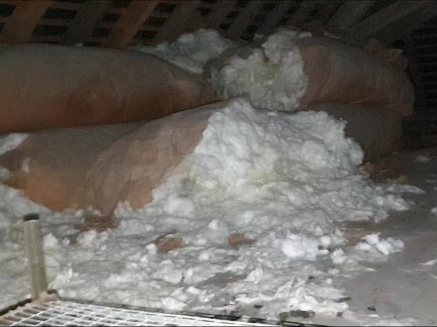 Dégâts dans des combles provoqués par des rongeurs