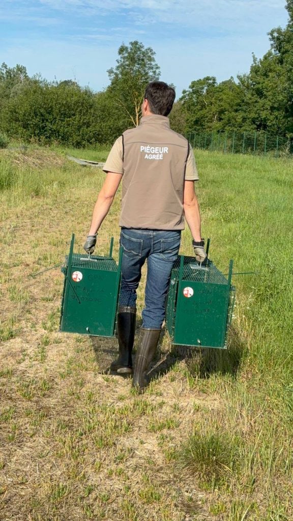 Mise en place de pièges pour les ragondins