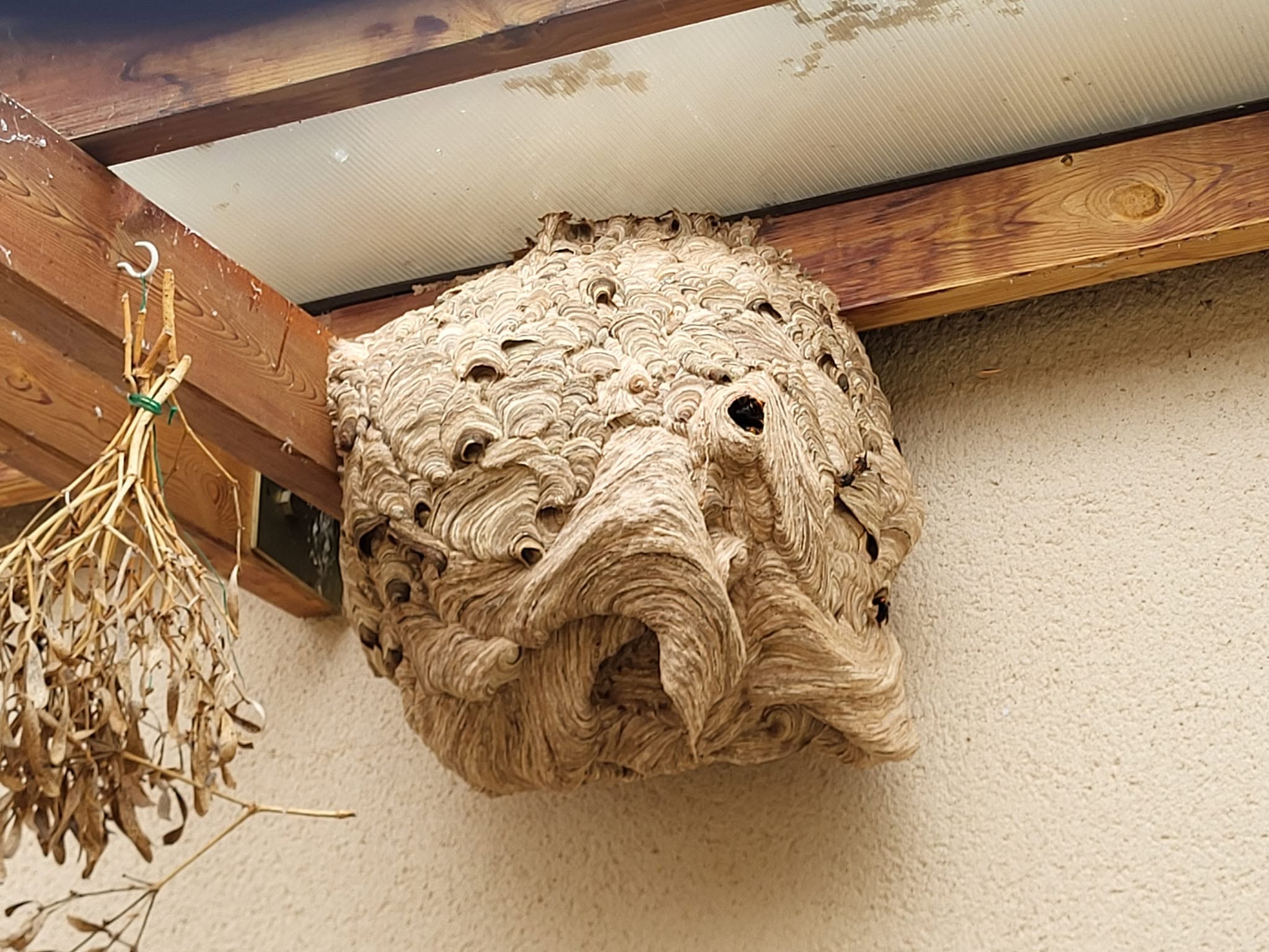 Un nid sous une gouttière