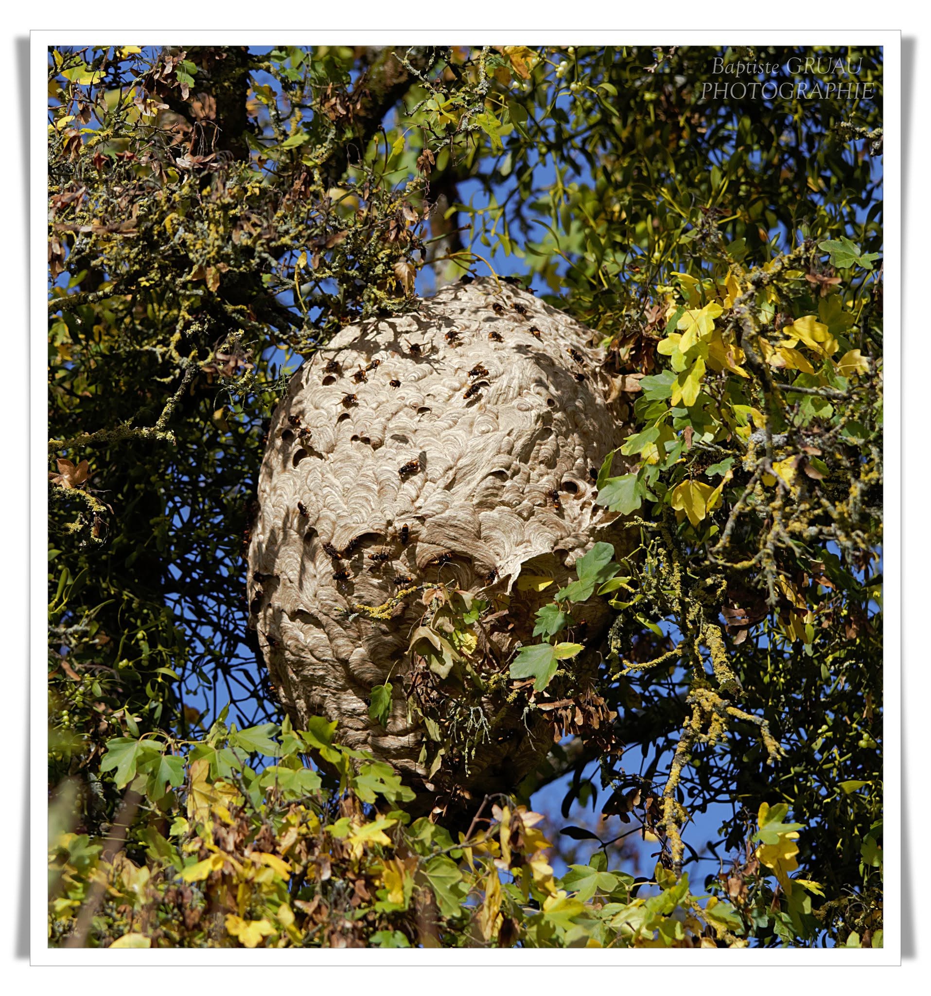 Un nid de frelons dans un arbre