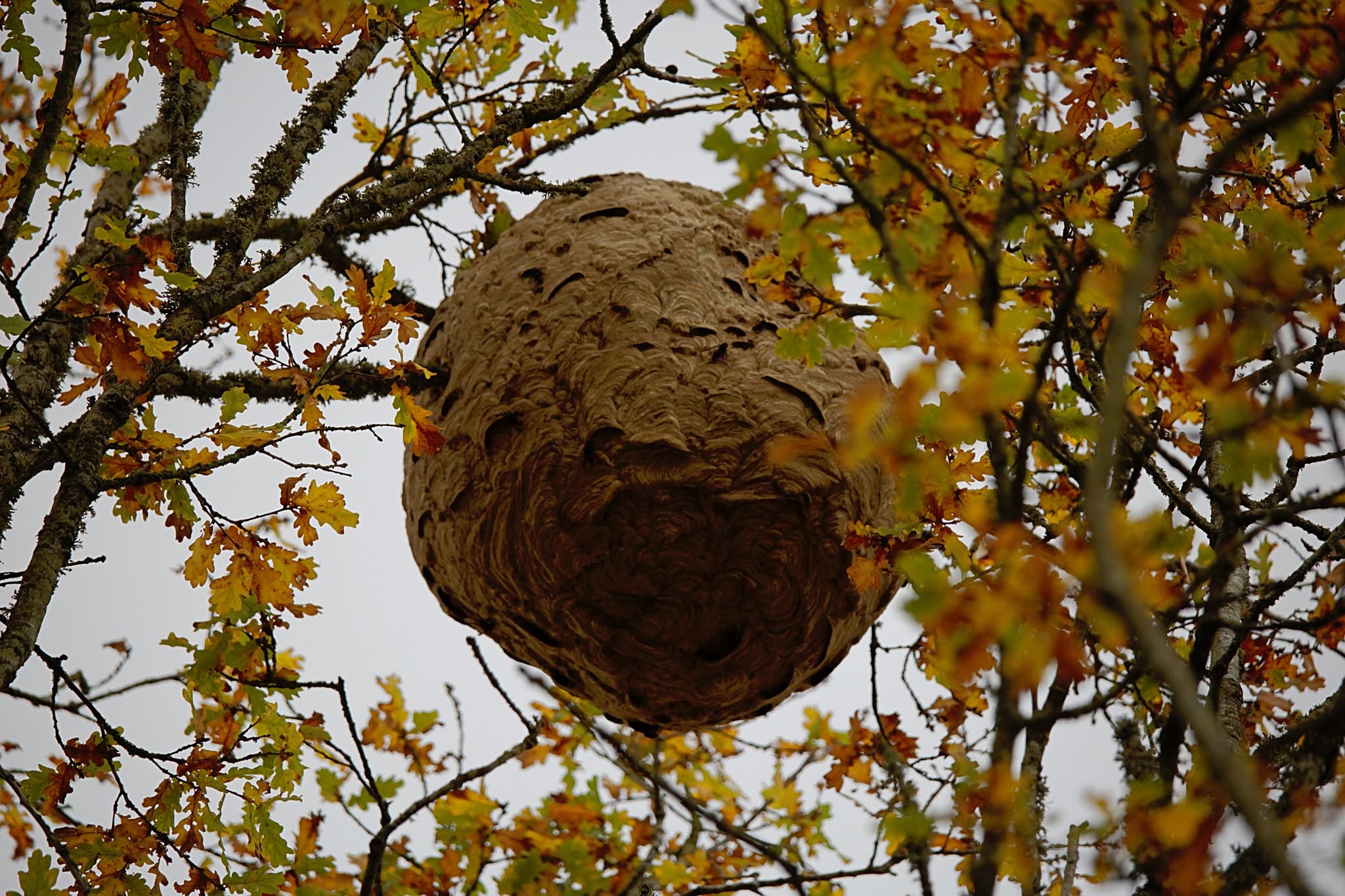 Un nid dans un arbre