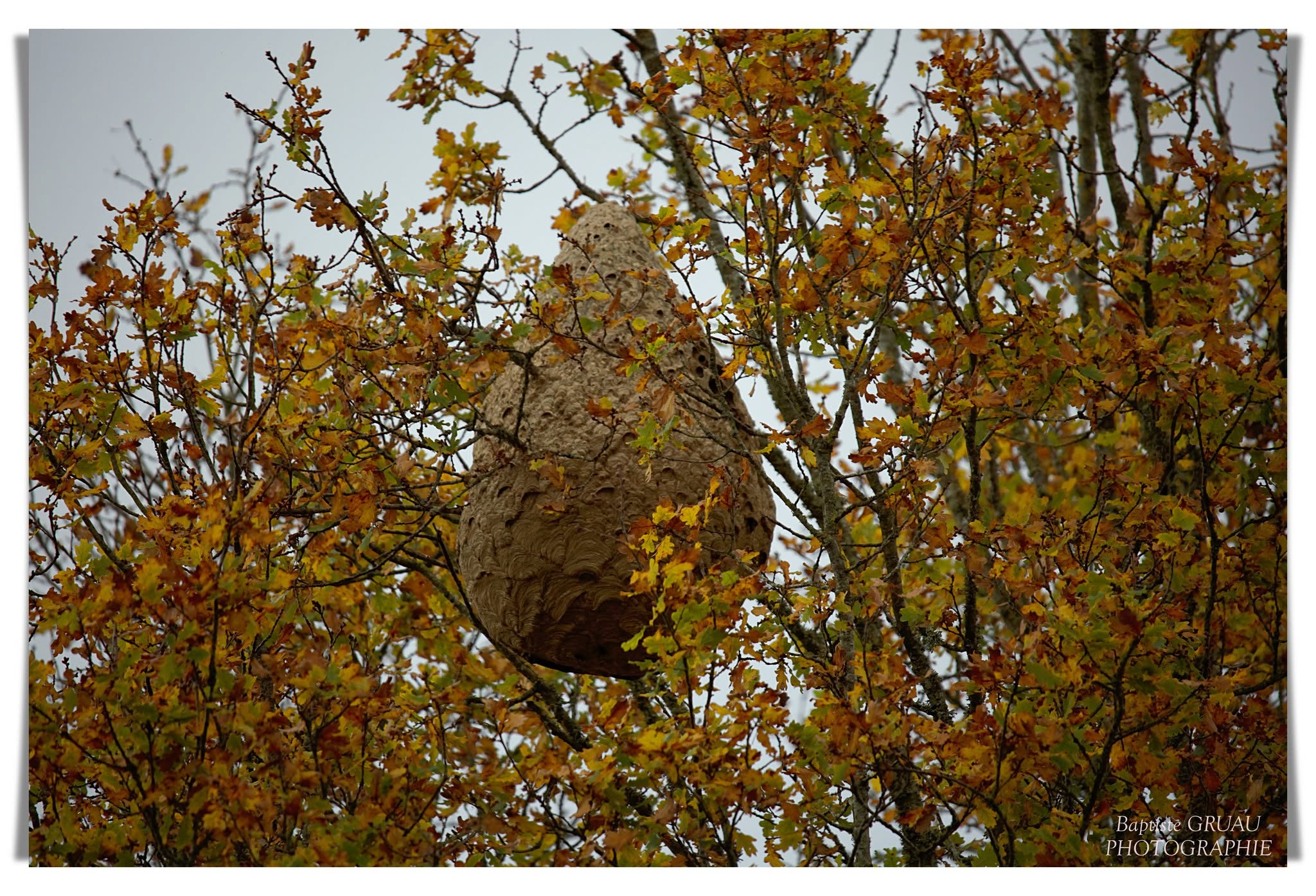 Un nid de frelons de taille imposante au sommet d'un arbre